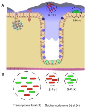 SiteWeb_projet_2_rogné_fr
